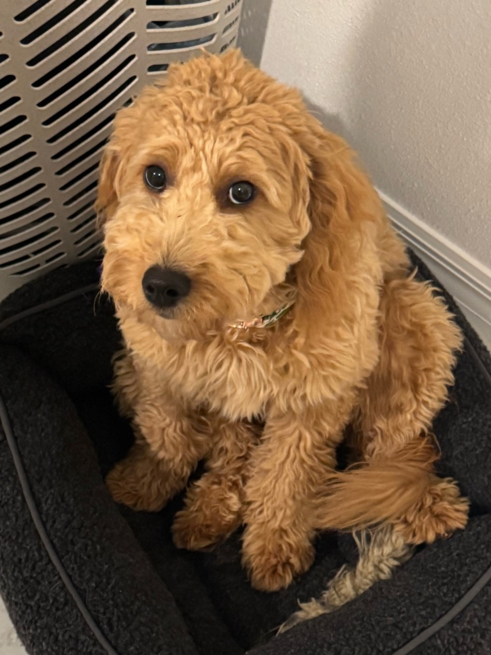 JENNY ONLY - image 1